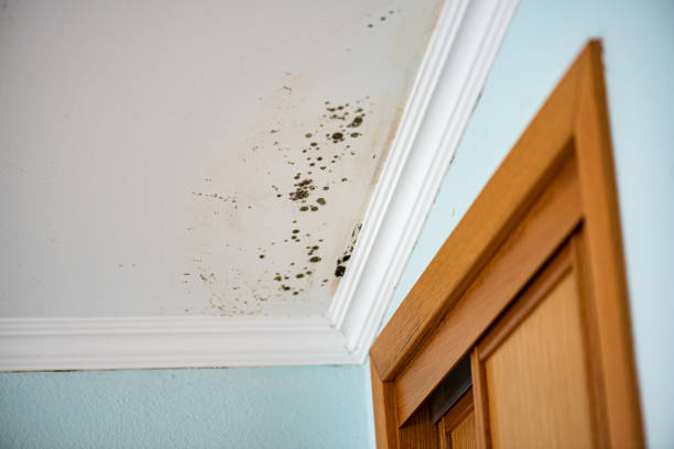 Best HVAC Mold Remediation in Ramtown, NJ