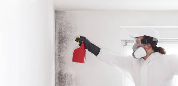 Best DIY Mold Remediation Support Services in Ramtown, NJ