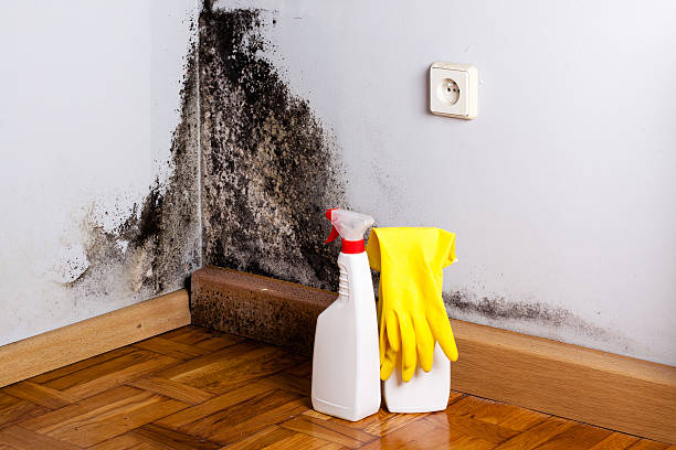 Trusted Ramtown, NJ Mold Remediation Experts